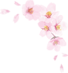 sakura.png